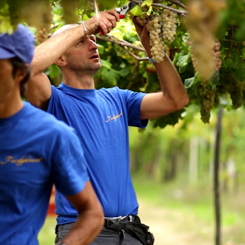 Produttori Erbaluce di Caluso Coop.